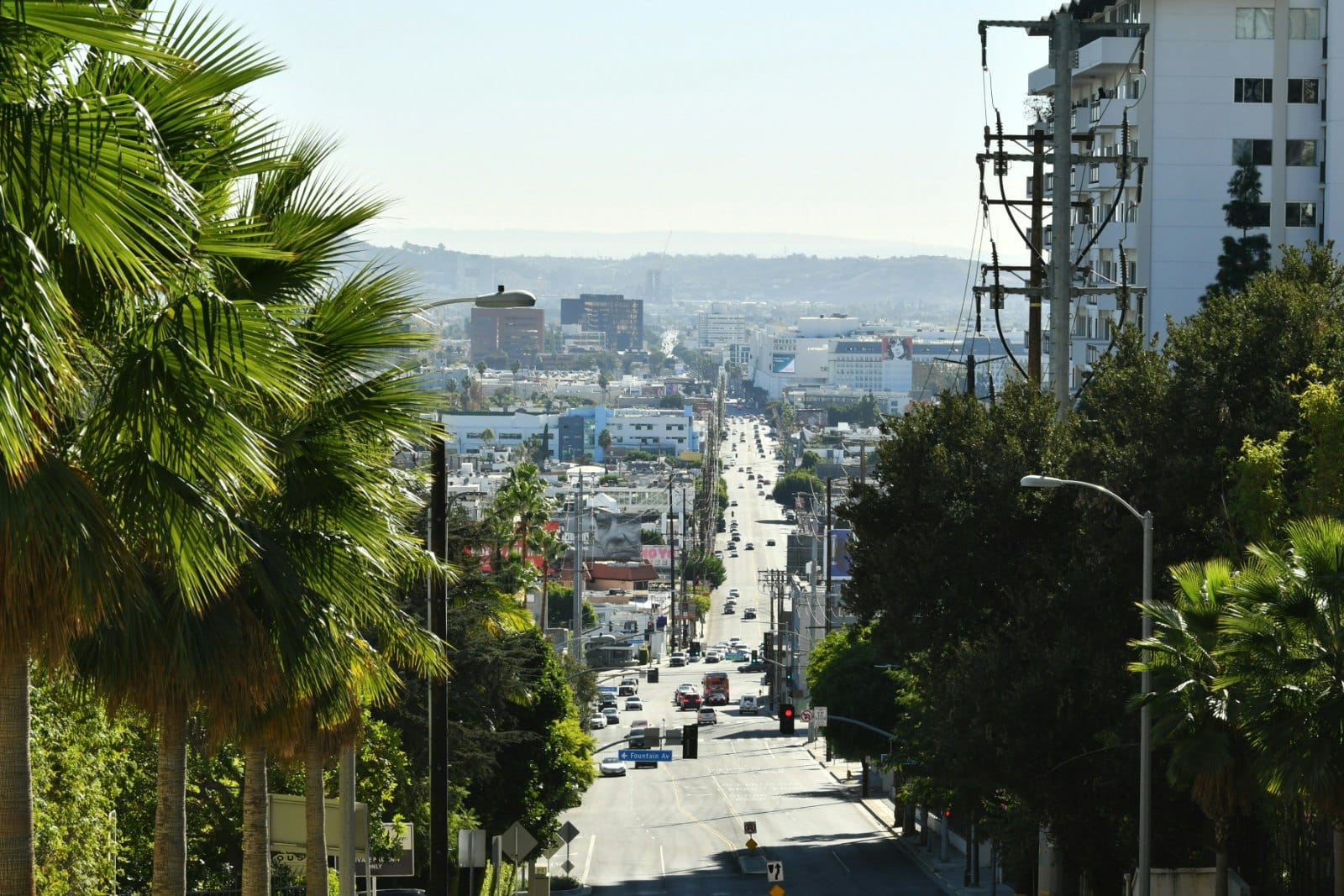 A palm-lined Los Angeles street on a hillside, looking down over the city